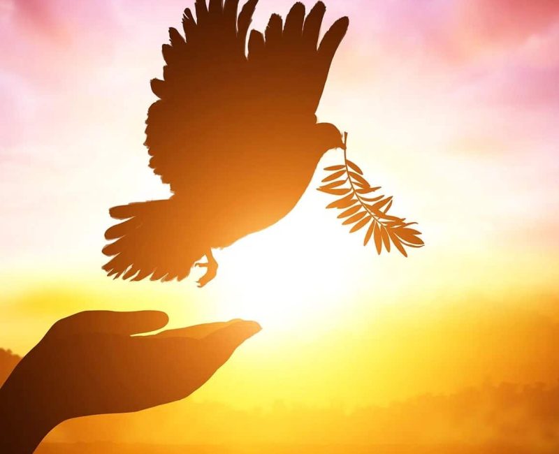 TOPLUMSAL BARIŞ SÜRECİ fikret kök sosyal demokrat dergi